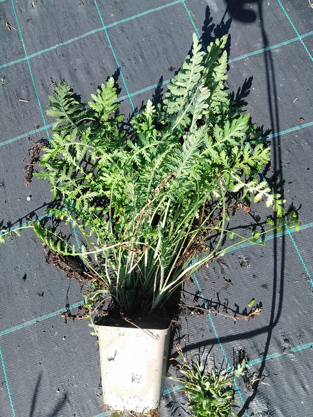 Achillée Parkers Varietät - 19. 8. 2025