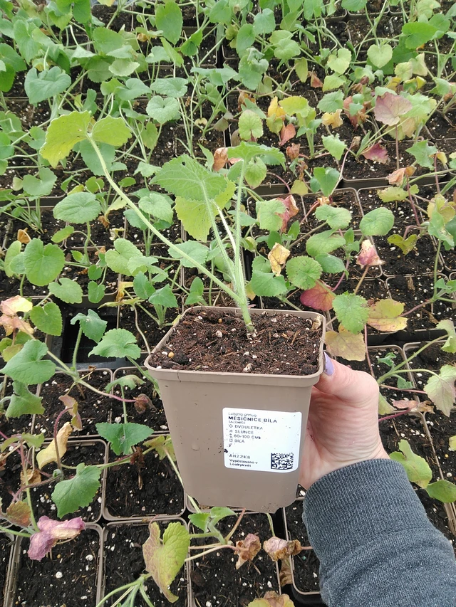 Honesty white - 9. 6. 2025