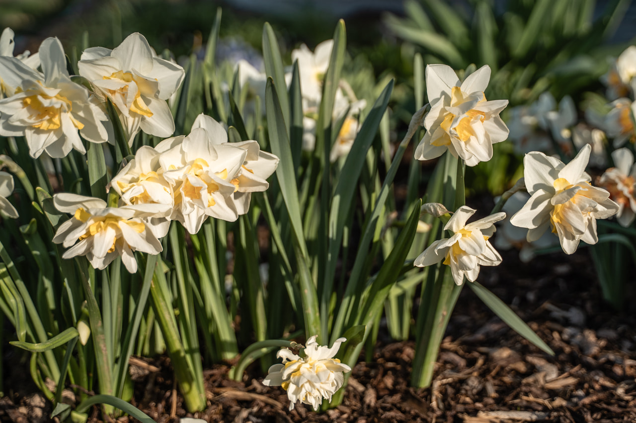 Narcis White Lion, Loukykvět