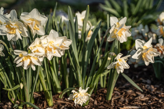 Narcis White Lion, Loukykvět