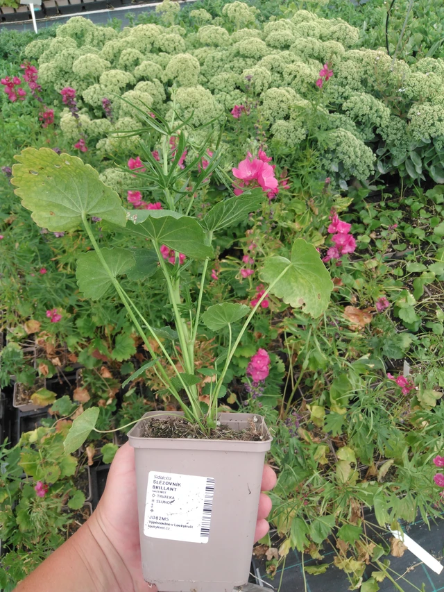 Malva Brilliant - 2024