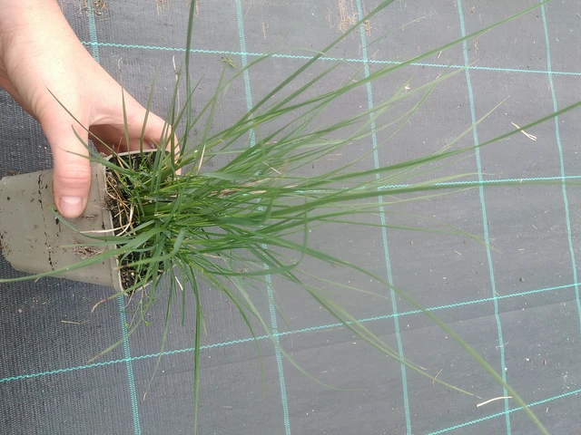 Dochan psárkovitý Hameln - 17. 7. 2025