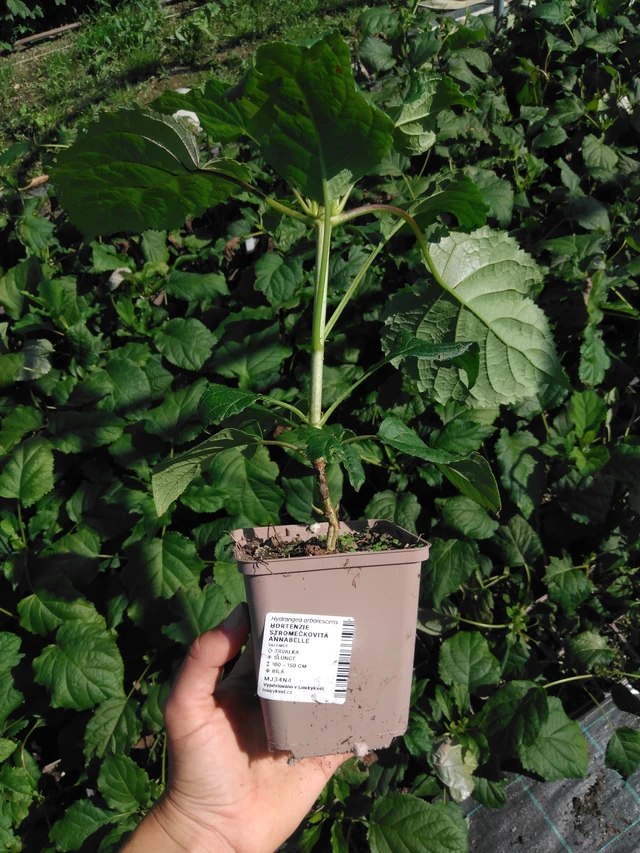 Hortenzie stromečkovitá Annabelle - 2024