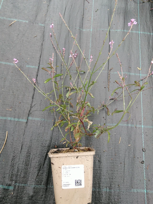Verbena Bampton - 10. 9. 2025