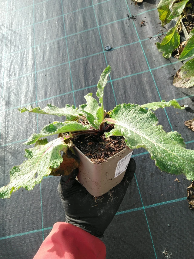 Verbasco Wedding Candles - 31. 10. 2025