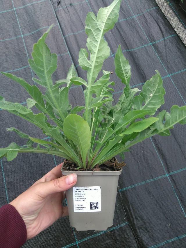 Chrastavec Melton Pastels - 11. 7. 2025