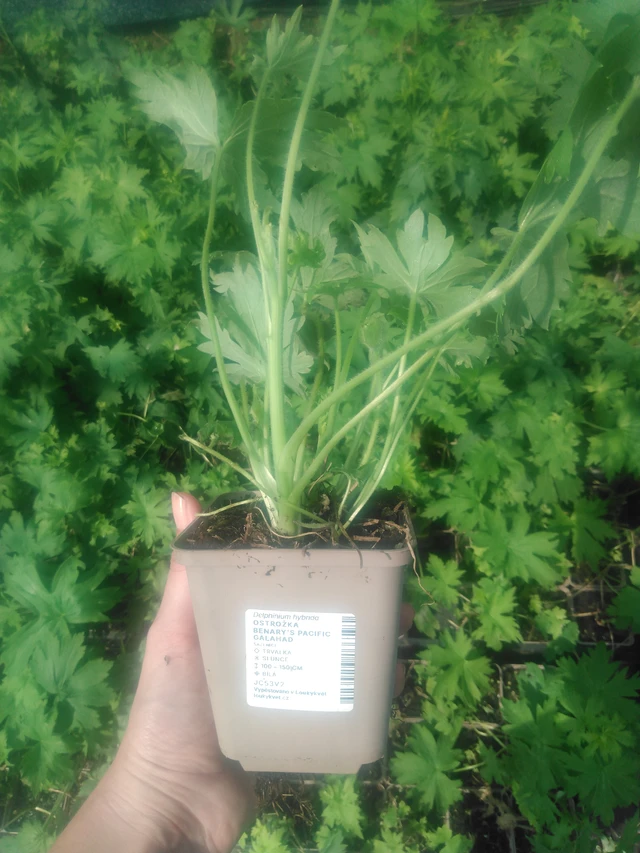 Ritarinkannus Benary’s Pacific Galahad - 2024