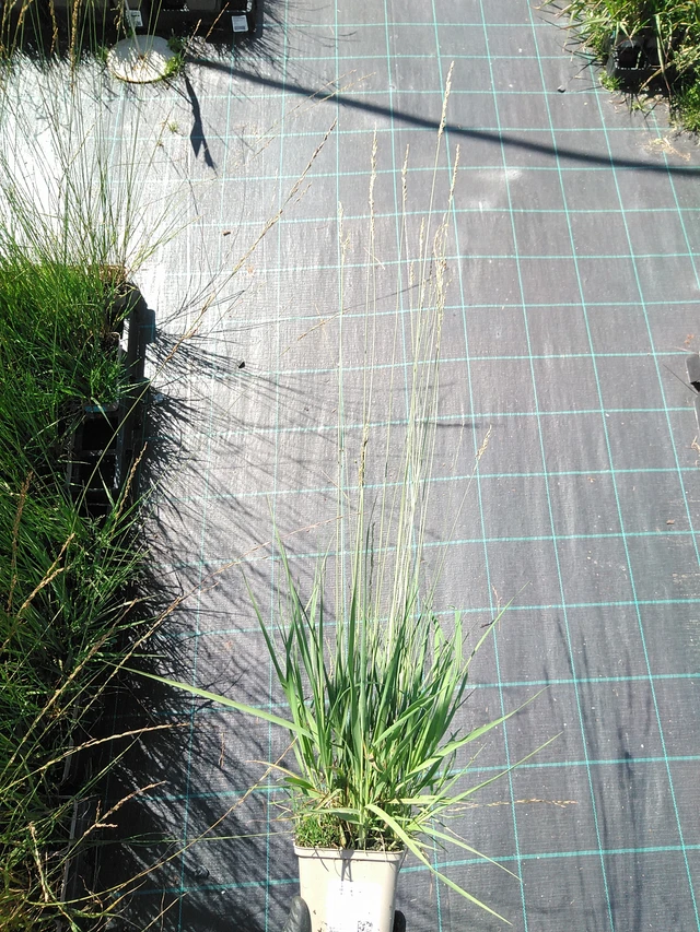 Nurmilauha Heidebraut - 19. 8. 2025