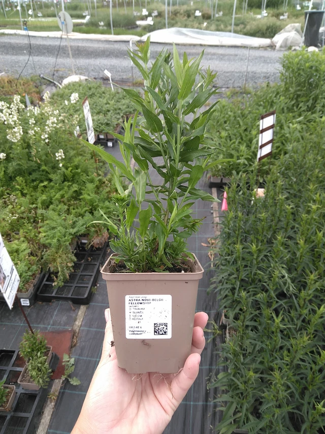 New York Aster Fellowship - 11. 7. 2025