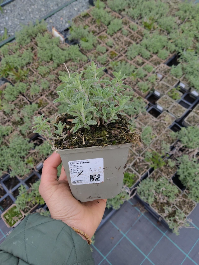 Šanta Senior - 21. 4. 2026