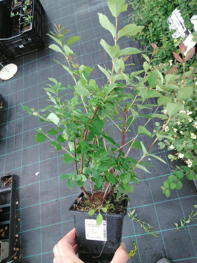 Snowberry Magical Avalanche - 28. 7. 2025