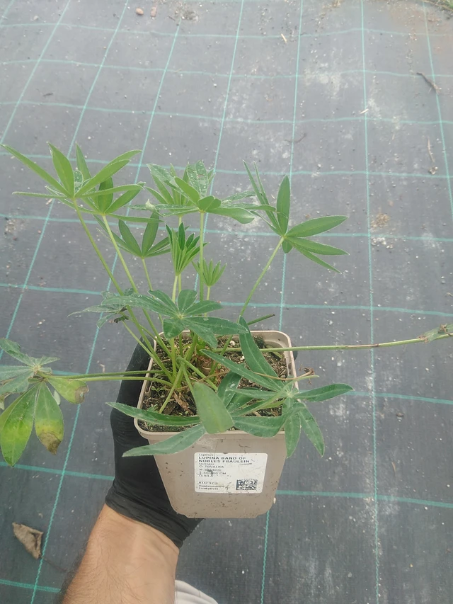 Altramuz Band of Nobles Fräulein - 10. 9. 2025