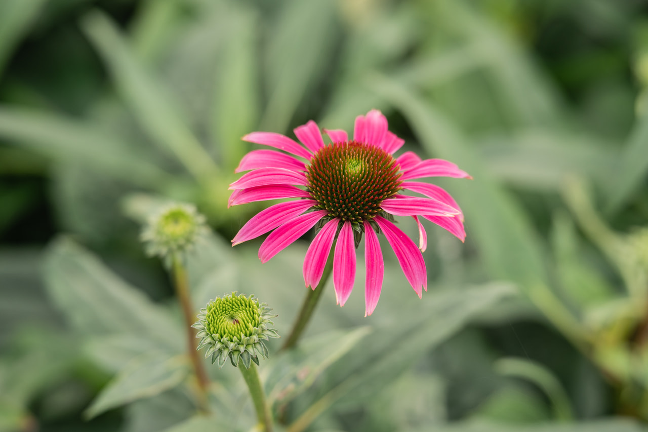 Echinacea Rubinstern, Loukykvět