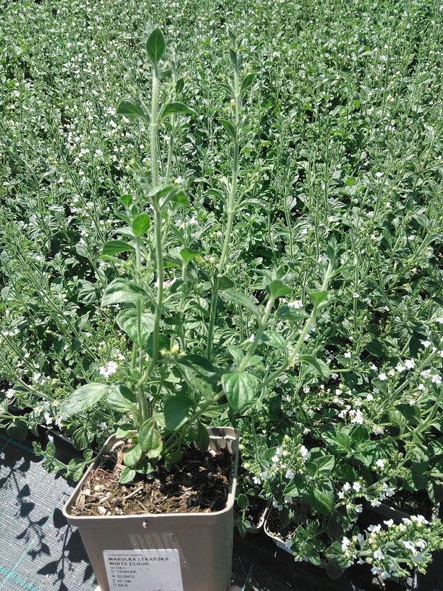 Mirrinminttu White Cloud - 24. 6. 2025