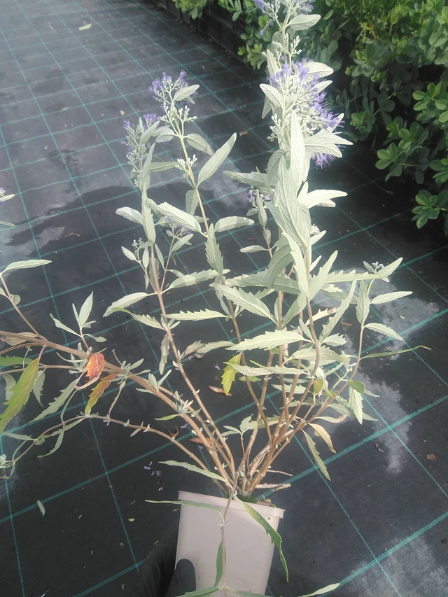 Bluebeard Heavenly Blue - 10. 9. 2025