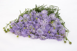 Didiscus Lavender Blue, Loukykvět