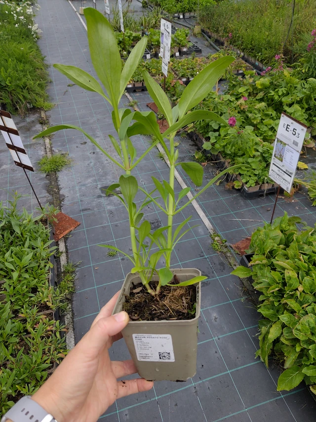 Kukonharja Rosato Rose Pink - 10. 9. 2025