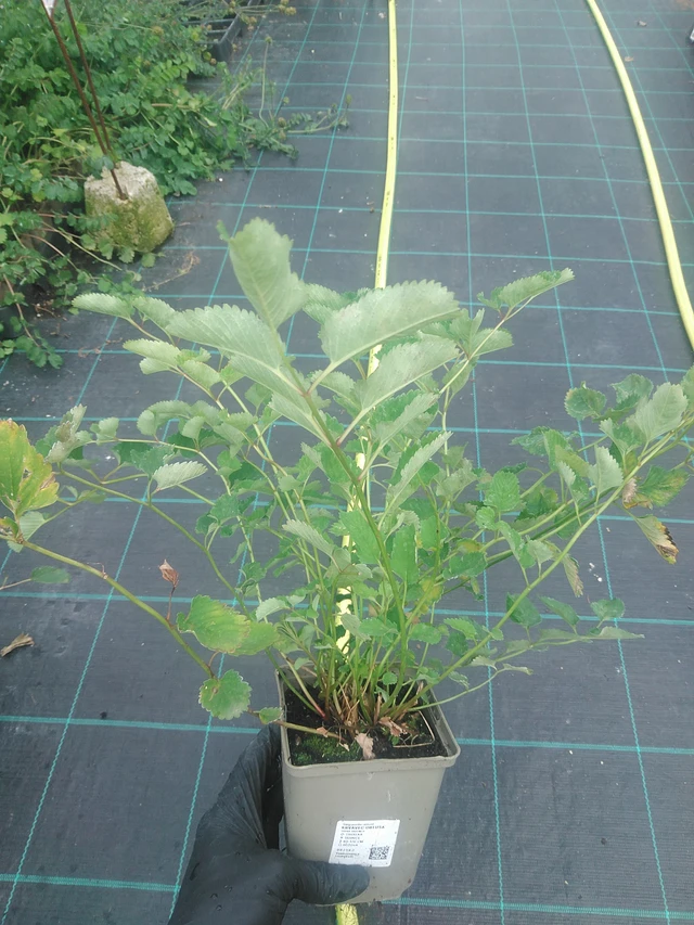 Verikurjenpolvi obtusa - 10. 9. 2025