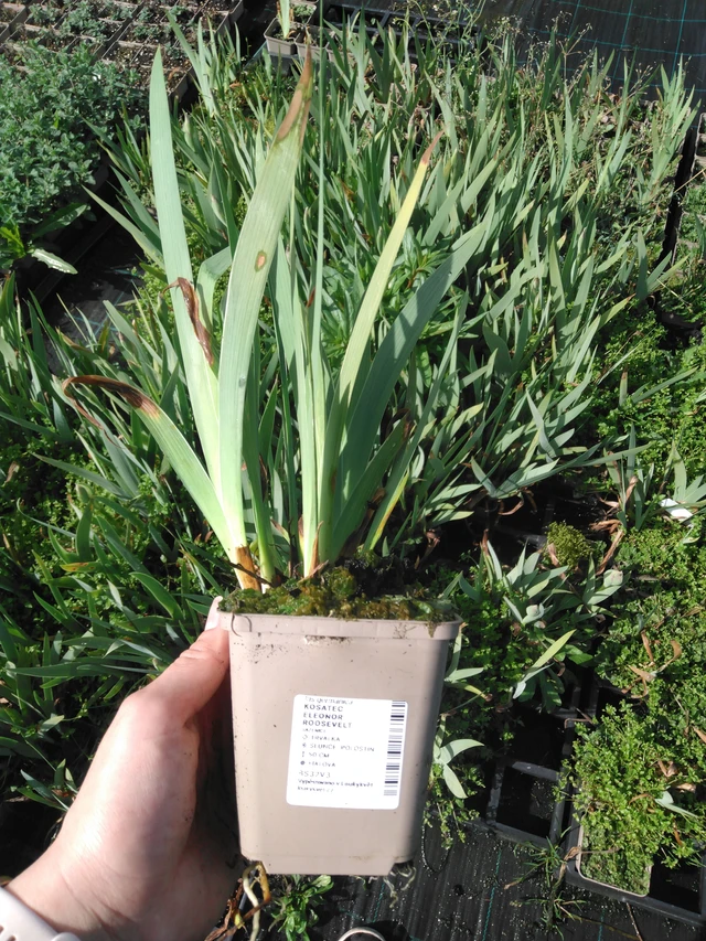 Kosatec Eleonor Roosevelt - 2024