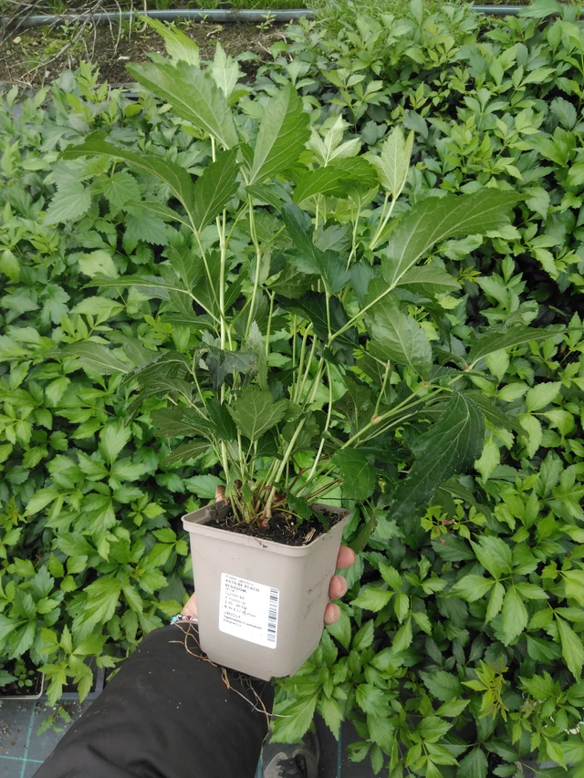 Astilbe Peach Blossom - 2024