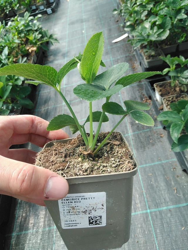 Hellebore Pretty Ellen Red - 24. 6. 2025