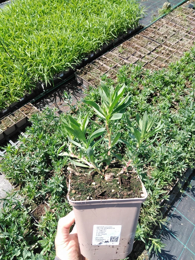 Gypsophila Perfecta - 13. 5. 2025