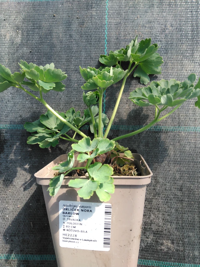 Akvileija Nora Barlow - 3. 4. 2025