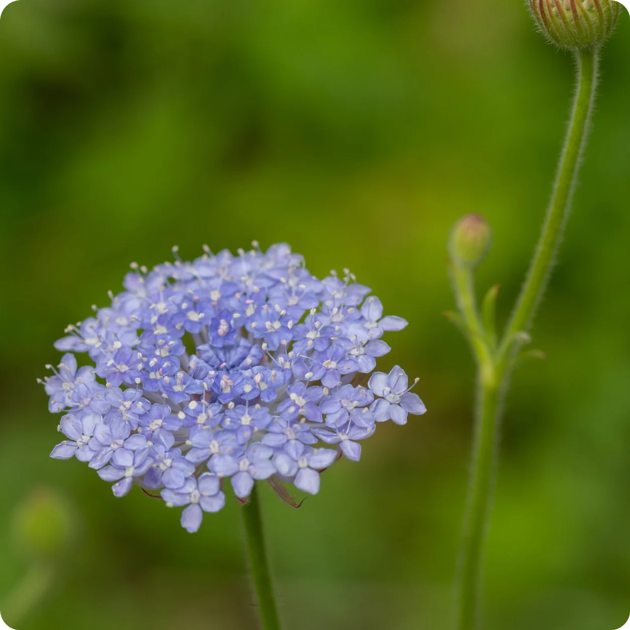 Didiscus	Lacy Blue, Loukykvět