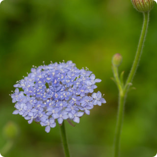 Didiscus	Lacy Blue, Loukykvět