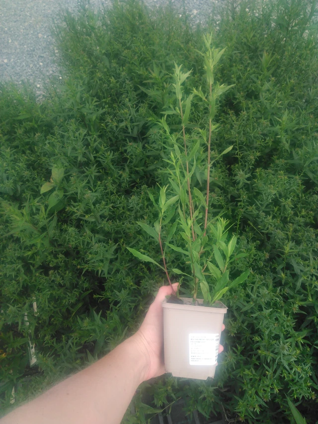 New York Aster Fellowship - 2024