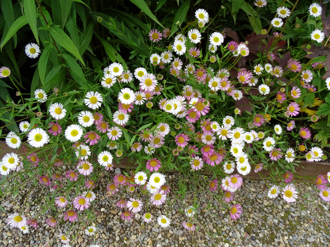 Turan Blütenmeer, Loukykvět
