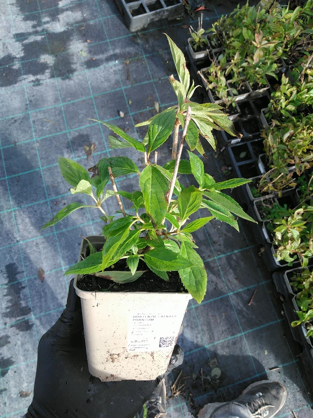 Puutarhahortensia Phantom - 31. 10. 2025