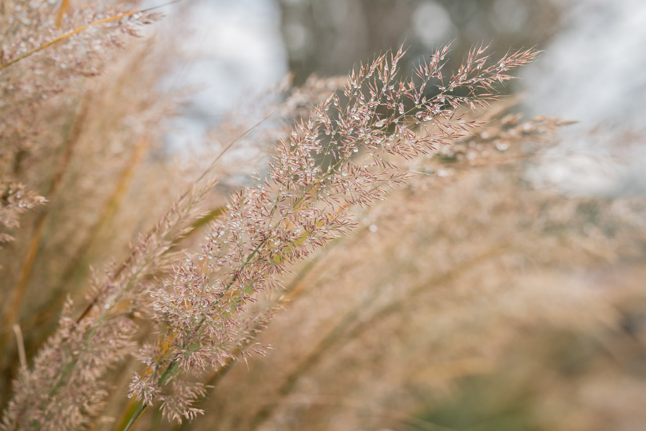 Szőrös nádtippan, Loukykvět