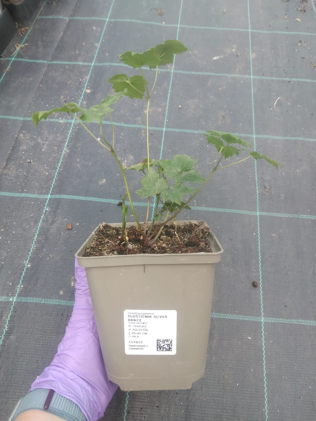 Ploštičník Silver Dance - 10. 7. 2025