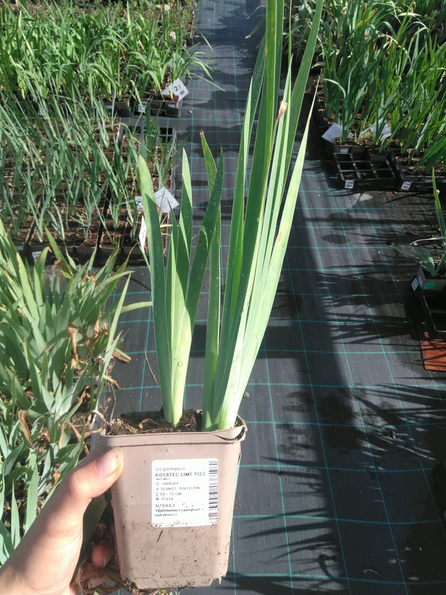 Lirio Lime Fizz - 11. 7. 2025