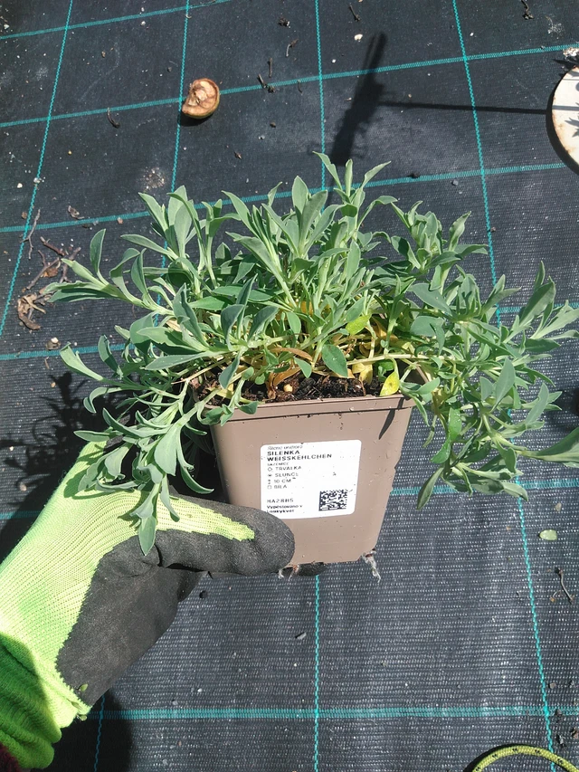 Silenen Weißkehlchen - 4. 8. 2025