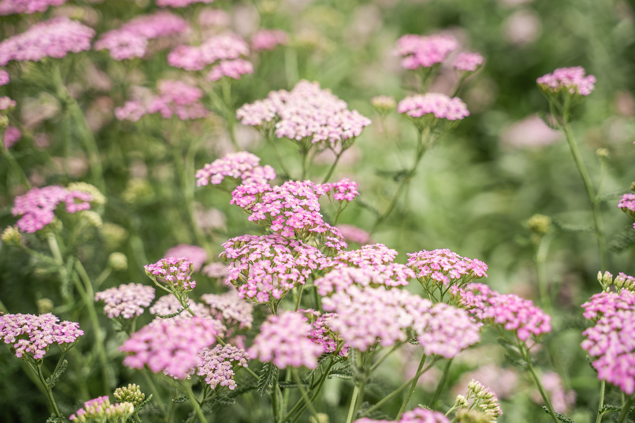 Řebříček Lilac Beauty, Loukykvět