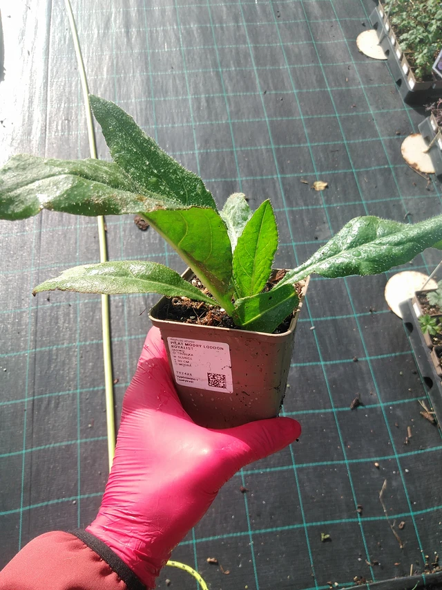 Sinipilvikkä - 31. 7. 2025