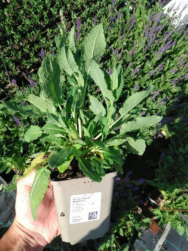 Šalvěj hajní Mainacht - 24. 6. 2025