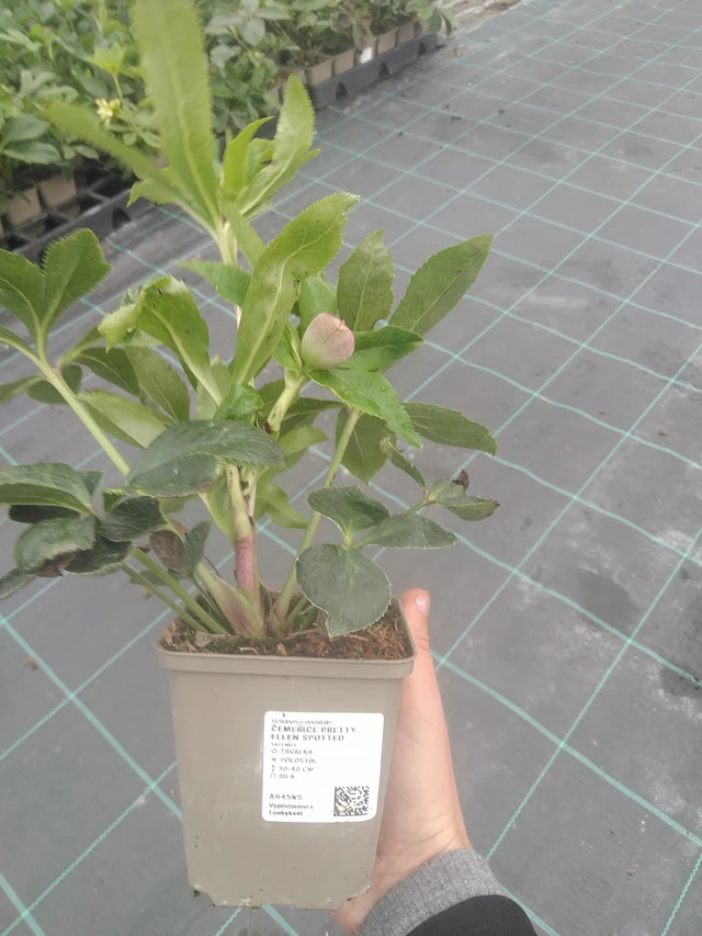 Eléboro Pretty Ellen Spotted - 10. 10. 2025