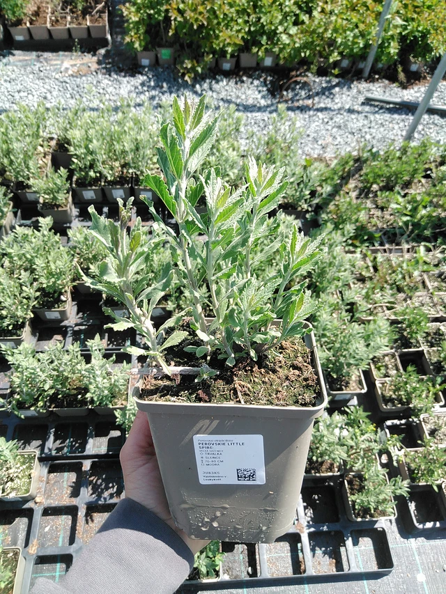 Perovskie Little Spire - 13. 5. 2025