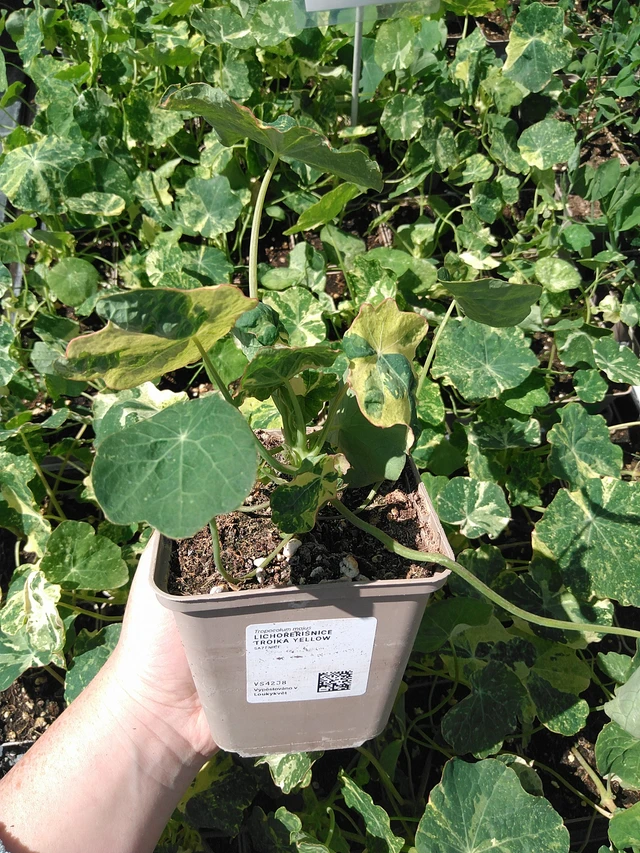 Lichořeřišnice Troika Yellow - 15. 5. 2025