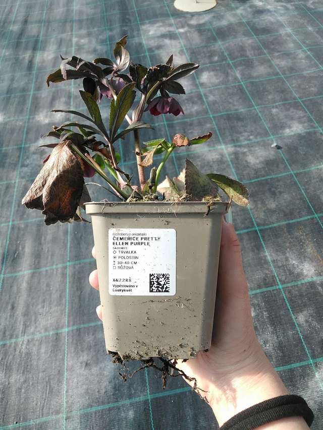 Čemeřice Pretty Ellen Purple - 7. 4. 2026