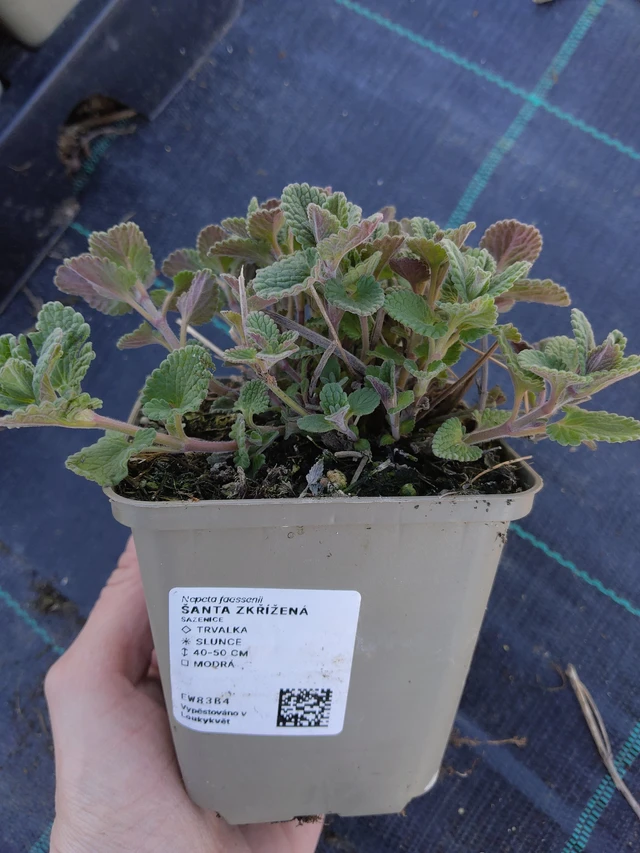 Šanta zkřížená  - 27. 3. 2026