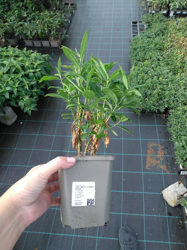 Flox Sweet Summer Ocean - 11. 7. 2025