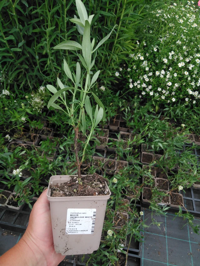 Baby's Breath Snowcloud White - 2024