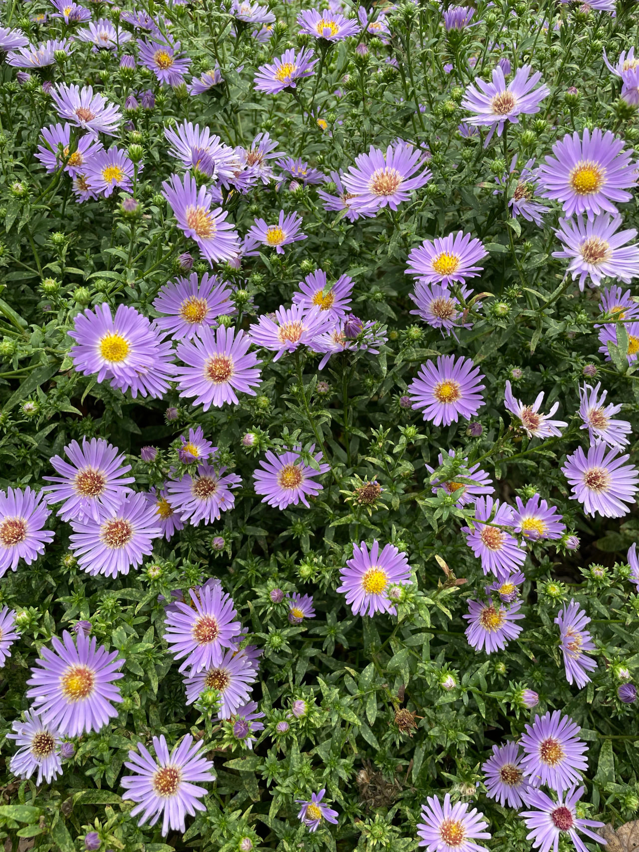 Astra Azurro, Loukykvět