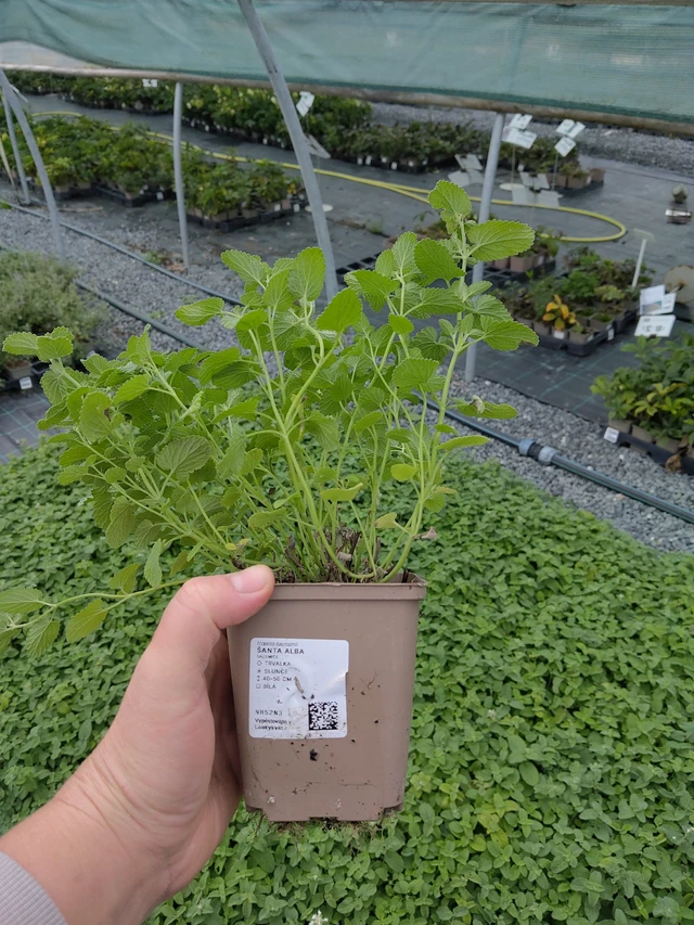 Šanta Alba - 10. 10. 2025