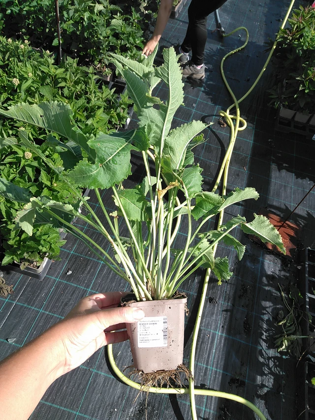 Villi kiina - 11. 7. 2025