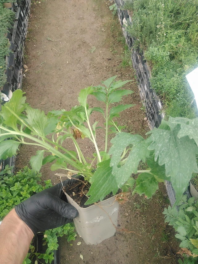 Kozlík lékařský - 10. 9. 2025